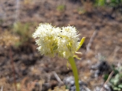 Eriogonum compositum