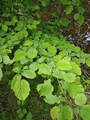 Corylus avellana