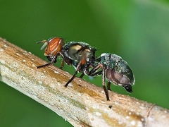 Senopterina caerulescens