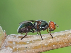 Senopterina caerulescens