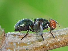 Senopterina caerulescens