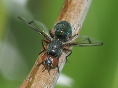 Senopterina caerulescens