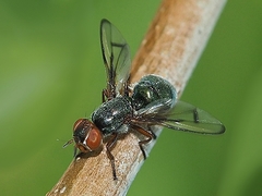 Senopterina caerulescens