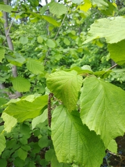 Corylus avellana