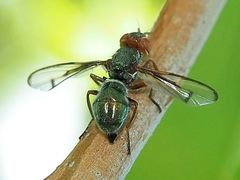 Senopterina caerulescens