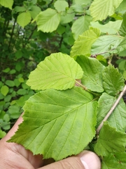 Corylus avellana