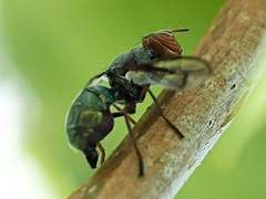 Senopterina caerulescens