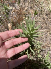 Deinandra floribunda