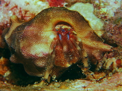 Haigiopagurus diegensis