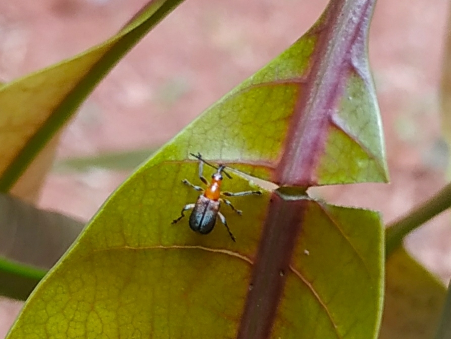 Mango Leaf Cutting Weevil From Mudappilavil Kerala India On May At Am By Firos