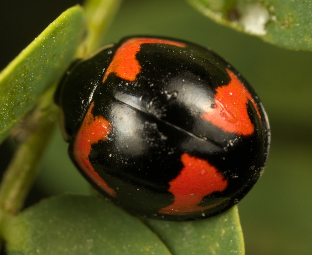 Ladybird beetle