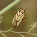 Stenotus transvaalensis - Photo (c) Shobie, algunos derechos reservados (CC BY-NC)