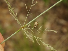 Stenotus transvaalensis