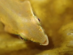 Gastrocyathus gracilis