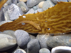 Gastrocyathus gracilis