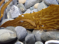 Gastrocyathus gracilis