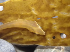 Gastrocyathus gracilis