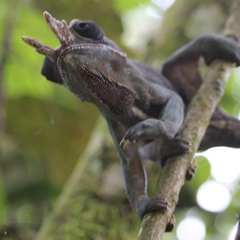 Furcifer balteatus