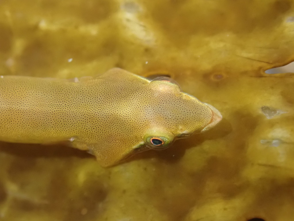 Slender Clingfish