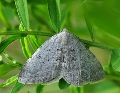 Gnophini