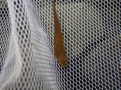 Gastrocyathus gracilis