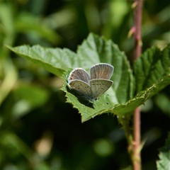 Cupido amyntula