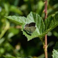 Cupido amyntula