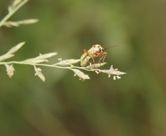 Stenotus transvaalensis