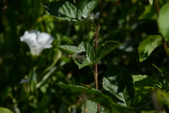 Cupido amyntula