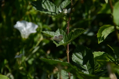 Cupido amyntula