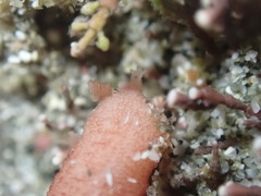 Taeniogyrus dunedinensis