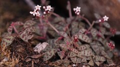 Crassula exilis cooperi