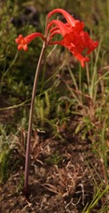 Cyrtanthus macowanii