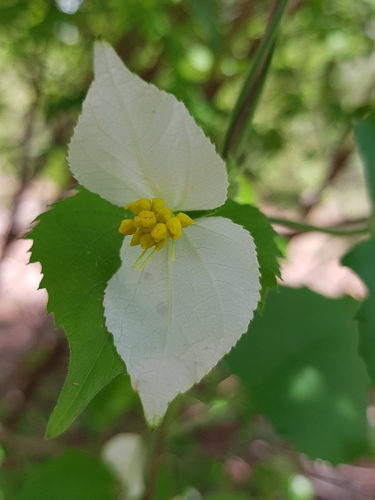 Dalechampia bernieri