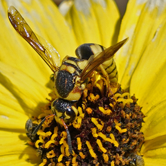 Euodynerus hidalgo viereckii