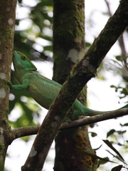 Calumma parsonii parsonii