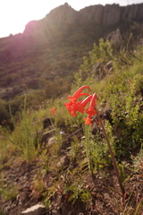 Cyrtanthus macowanii