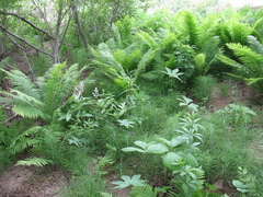 Arisaema amurense