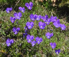 Viola calcarata