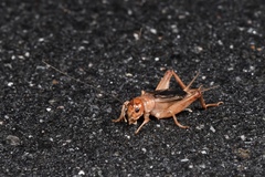 Anurogryllus arboreus