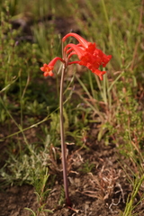 Cyrtanthus macowanii
