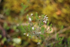 Erica cinerea