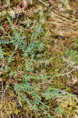 Hypericum linariifolium