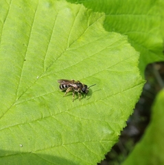 Halictus rubicundus