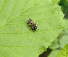 Halictus rubicundus