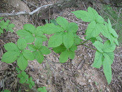 Eleutherococcus sessiliflorus