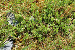 Ornithopus perpusillus