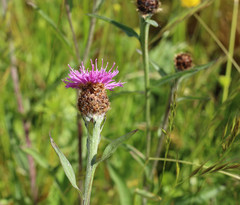 Centaurea decipiens