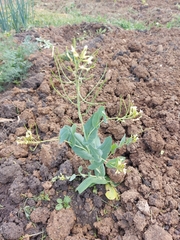 Conringia orientalis