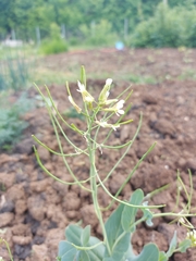 Conringia orientalis